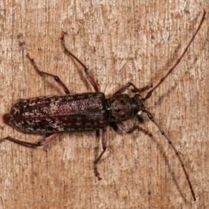 Phacodes obscurus at Melba, ACT - 3 Jan 2021 10:25 PM