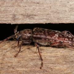 Phacodes obscurus at Melba, ACT - 3 Jan 2021 10:25 PM