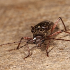 Phacodes obscurus at Melba, ACT - 3 Jan 2021 10:25 PM