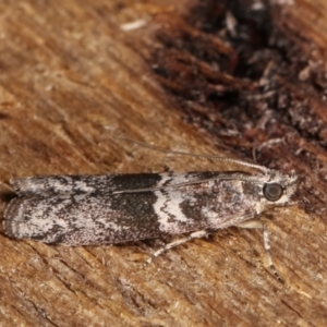 Tylochares cosmiella at Melba, ACT - 3 Jan 2021