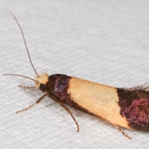 Eulechria heliophanes at Melba, ACT - 3 Jan 2021