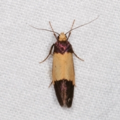 Eulechria heliophanes at Melba, ACT - 3 Jan 2021 10:36 PM