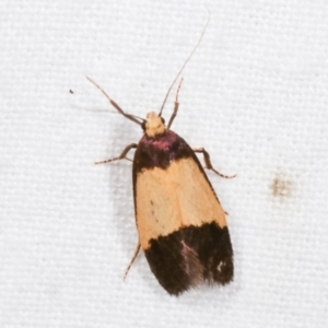 Eulechria heliophanes at Melba, ACT - 3 Jan 2021 10:36 PM