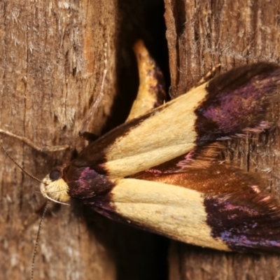 Eulechria heliophanes (A Concealer moth) at Melba, ACT - 3 Jan 2021 by kasiaaus