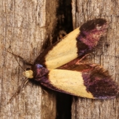 Eulechria heliophanes at Melba, ACT - 3 Jan 2021