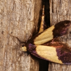 Eulechria heliophanes at Melba, ACT - 3 Jan 2021