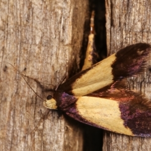 Eulechria heliophanes at Melba, ACT - 3 Jan 2021