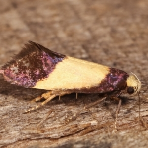 Eulechria heliophanes at Melba, ACT - 3 Jan 2021