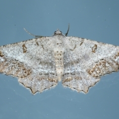 Dissomorphia australiaria (Dashed Geometrid, Ennominae) at Ainslie, ACT - 12 Jan 2021 by jb2602