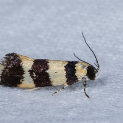 Telecrates melanochrysa (Telecrates melanochrysa) at Melba, ACT - 3 Jan 2021 by kasiaaus