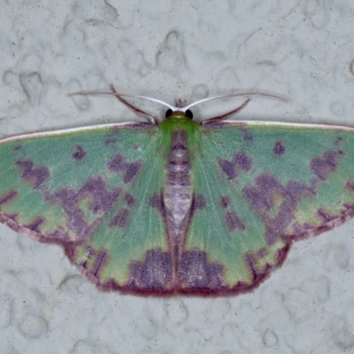 Prasinocyma rhodocosma (Northern Emerald) at Ainslie, ACT - 12 Jan 2021 by jb2602