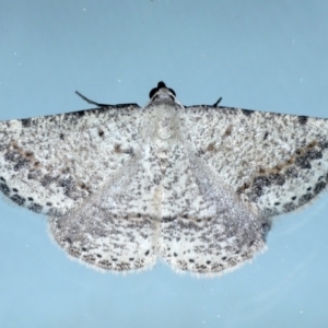 Taxeotis intextata at Ainslie, ACT - 12 Jan 2021