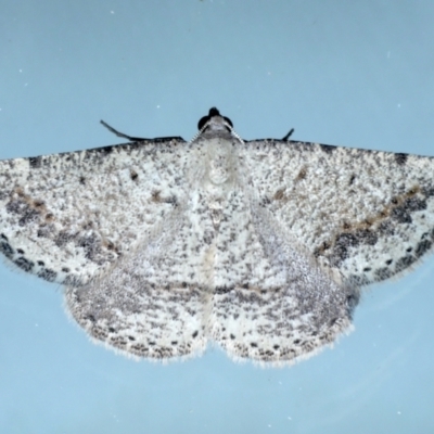 Taxeotis intextata (Looper Moth, Grey Taxeotis) at Ainslie, ACT - 12 Jan 2021 by jb2602