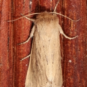 Bathytricha truncata at Melba, ACT - 3 Jan 2021 10:45 PM