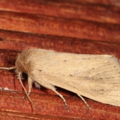 Bathytricha truncata at Melba, ACT - 3 Jan 2021