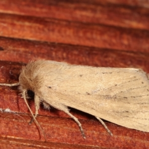 Bathytricha truncata at Melba, ACT - 3 Jan 2021 10:45 PM