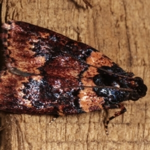 Araeopaschia undescribed spANIC19 at Melba, ACT - 3 Jan 2021