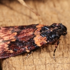 Araeopaschia undescribed spANIC19 at Melba, ACT - 3 Jan 2021