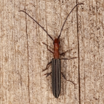 Syllitus rectus (Longhorn beetle) at Melba, ACT - 3 Jan 2021 by kasiaaus