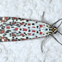Utetheisa pulchelloides (Heliotrope Moth) at Ainslie, ACT - 12 Jan 2021 by jbromilow50