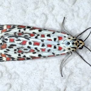 Utetheisa pulchelloides at Ainslie, ACT - 12 Jan 2021