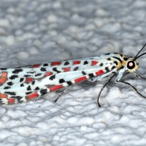 Utetheisa pulchelloides at Ainslie, ACT - 12 Jan 2021