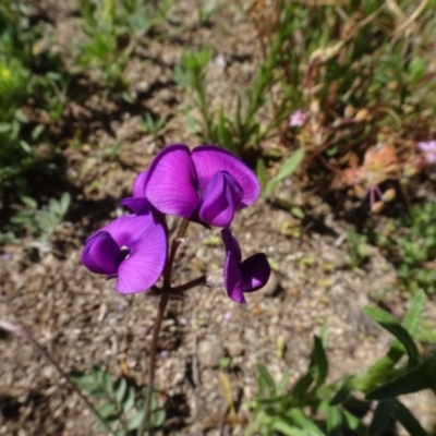 Swainsona sp. at Berridale, NSW - 14 Nov 2020 by AndyRussell