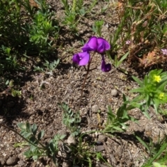 Swainsona sp. at Berridale, NSW - 14 Nov 2020