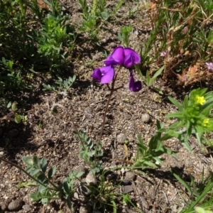 Swainsona sp. at Berridale, NSW - 14 Nov 2020