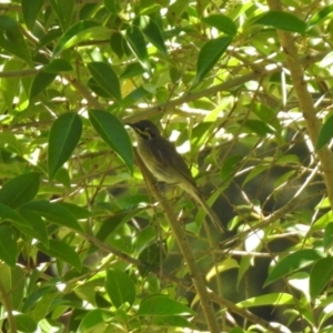 Caligavis chrysops at Jerrabomberra, NSW - 14 Jan 2021 12:57 PM