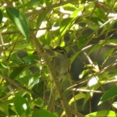 Caligavis chrysops at Jerrabomberra, NSW - 14 Jan 2021