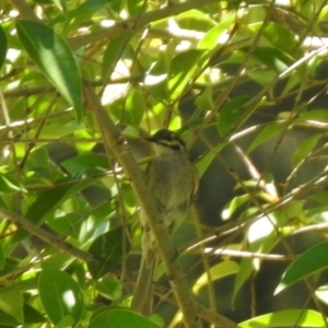 Caligavis chrysops at Jerrabomberra, NSW - 14 Jan 2021