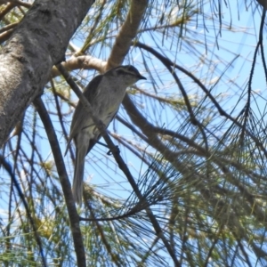 Caligavis chrysops at Jerrabomberra, NSW - 14 Jan 2021