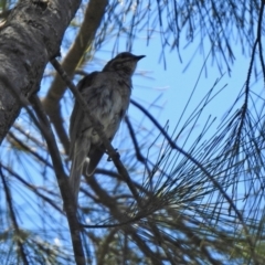 Caligavis chrysops at Jerrabomberra, NSW - 14 Jan 2021 12:57 PM