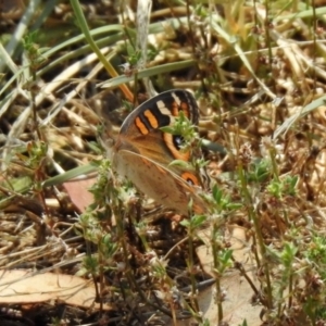 Junonia villida at Jerrabomberra, NSW - 14 Jan 2021 12:37 PM