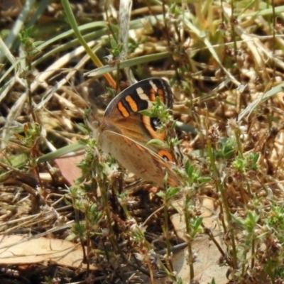 Junonia villida (Meadow Argus) at Jerrabomberra, NSW - 14 Jan 2021 by RodDeb