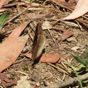 Junonia villida at Jerrabomberra, NSW - 14 Jan 2021 12:37 PM