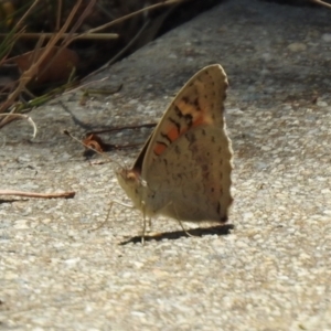 Junonia villida at Jerrabomberra, NSW - 14 Jan 2021 12:37 PM