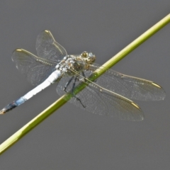 Orthetrum caledonicum at Jerrabomberra, NSW - 14 Jan 2021