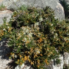 Melicytus dentatus (Tree Violet) at Berridale, NSW - 13 Nov 2020 by AndyRussell