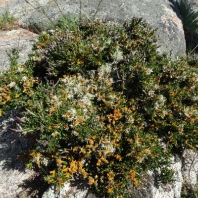 Melicytus dentatus (Tree Violet) at Berridale, NSW - 14 Nov 2020 by AndyRussell