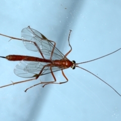 Netelia sp. (genus) (An Ichneumon wasp) at Ainslie, ACT - 12 Jan 2021 by jbromilow50
