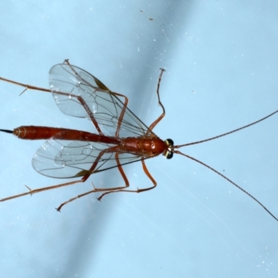 Netelia sp. (genus) (An Ichneumon wasp) at Ainslie, ACT - 12 Jan 2021 by jb2602