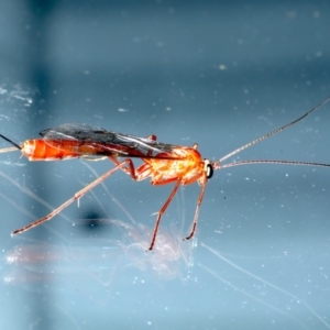 Netelia sp. (genus) at Ainslie, ACT - 12 Jan 2021