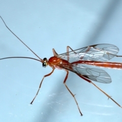 Netelia sp. (genus) at Ainslie, ACT - 12 Jan 2021