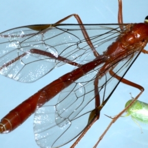 Netelia sp. (genus) at Ainslie, ACT - 12 Jan 2021