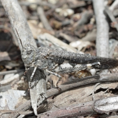 Austroicetes pusilla (Grasshopper, Locust) at ANBG - 8 Jan 2021 by TimL