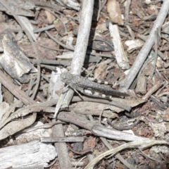 Austroicetes sp. (genus) at Downer, ACT - 8 Jan 2021