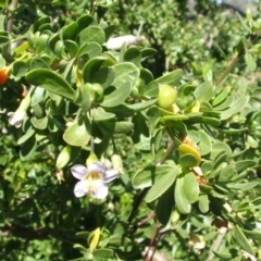 Lycium ferocissimum (African Boxthorn) at Jones Creek, NSW - 23 Aug 2005 by abread111