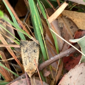 Diarsia intermixta at Murrumbateman, NSW - 3 Jan 2021